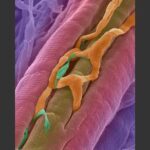 cellule_cardiache