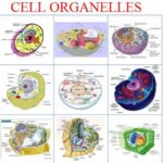 cellule_ematiche