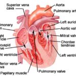 cuore