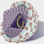 HCV