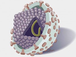 HCV