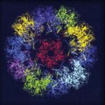 HPV