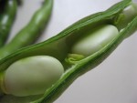 fava