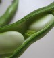 fava