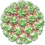 papillomavirus