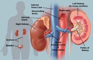 reni 300x195 Nefrologia: un italiano su 7 soffre di reni. ISS e nuove linee guida per i medici