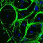 stem_cells