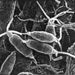 Pestalotiopsis_microspora