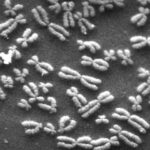 chromosomes