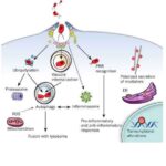proteina_GPR120