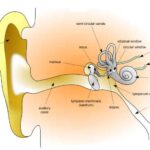 tympanic_membrane