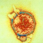 virus_pipistrello