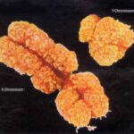 y_chromosome