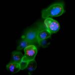 RNA-primordiale