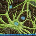 astrocytes