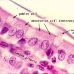 epitelio_intestinale
