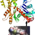 flavonoide