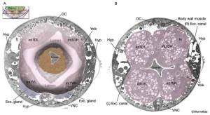 intestinali intestinali 300x164 Nuovo pancreas nellintestino dei pazienti diabetici sfruttando solo le cellule intestinali