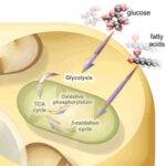 metabolismo_lipidico