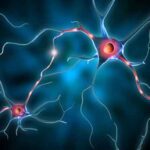 neuroni