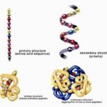 proteina_struttura