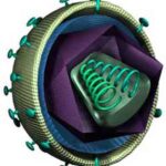 virus_HIV