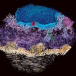 3d_tissue