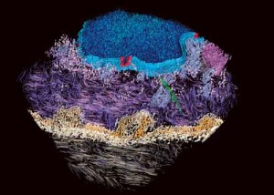 3d_tissue 3d tissue 300x214 Tessuti al microscopio in 3D: nuovo, rivoluzionario, strumento diagnostico