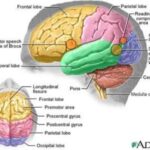 adhd_brain
