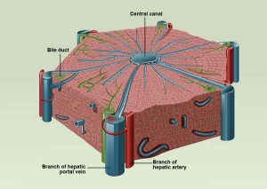 biopsia epatica 300x213 Da Pisa uno studio sulle funzioni del fegato