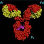 immunoglobuline
