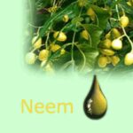 neem_tree
