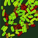 salmonella_ipervirulenta