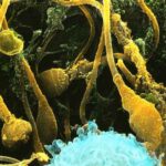 spermatozoi