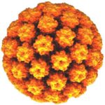 vaccino_hpv