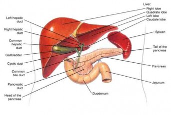 Liver_Pancreas