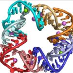 RNA