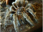 aracnofobia