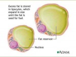 fat_cells
