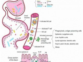 fibre_intestino