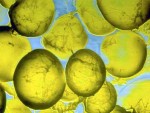 grasso_cellule