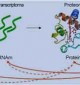metaboloma