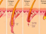 tricologia