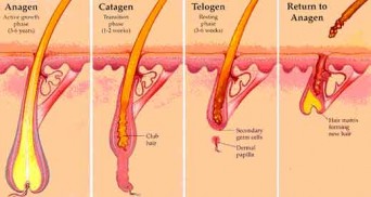 tricologia