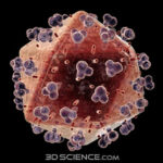 3d-hiv-model
