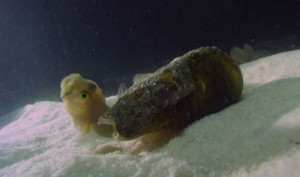 Cone_snail Cone snail 300x177 Molecole terapeutiche ottenute da una lumaca velenosa