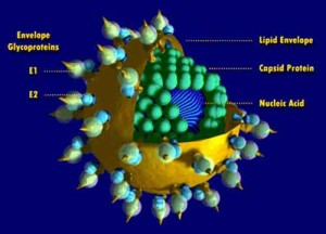 HCV HCV 300x216 Epatite C: in Italia sono 1,5 milioni i portatori del virus