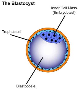 blastocisti 253x300 Cellule staminali embrionali: sostanziali spiegazioni arrivano da ricercatori della UE