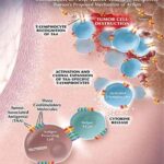 cellule_cancerose