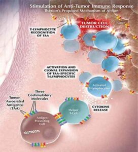 cellule_cancerose cellule cancerose 272x300 Tumori: possibili soluzione tramite vaccinazione genetica
